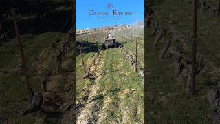 Tractor grings the pruned vine canes in the vineyard Wine Winery lebanon vines viticulture [upl. by Nonnag]