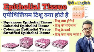 Tissue in Hindi  Epithelial Tissue  Types of Epithelial Tissue  Function of Tissue  उत्तक [upl. by Berhley]