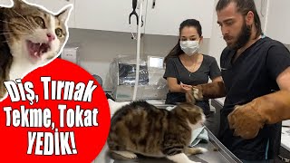 CANIMIZI ZOR KURTARDIK 😱 Kedi Saldırısında Yeni Seviye İstanbul 😅 inanoğlu kedisaldırısı [upl. by Attesor963]