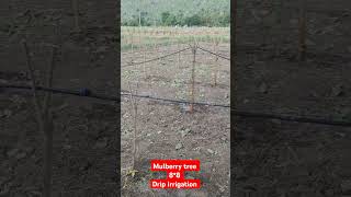 88 V1 mulberry tree irrigated drip irrigation sericulture silkworms silk reshimsheti reshim [upl. by Ailis]