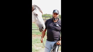 How to Halter a Horse Correctly Avoid These Common Mistakes [upl. by Judenberg]