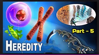 CLASS 10 HEREDITY amp EVOLUTION part 5 explanation  NCERT Class 10 Chapter 8  NCERT [upl. by Obie]