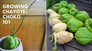 How to grow Chayote Choko at home  Sprouting and tricks  Permaculture plant [upl. by Ayiotal591]