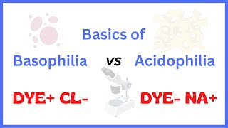 Acidophilia Vs Basophilia [upl. by Adleme257]