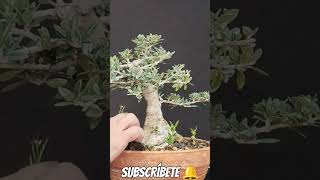 quitando hierbas de bonsai manolofelix bonsaiaficionado bonsaiponderosaehn [upl. by Briana690]