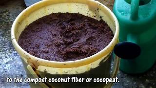 कोकोपीट कैसे यूज़ करे  कोकोपीट मिक्स  Cocopeat ke Use se Pahle kya jane amp Cocopeat Potting Mix [upl. by Jorrie152]