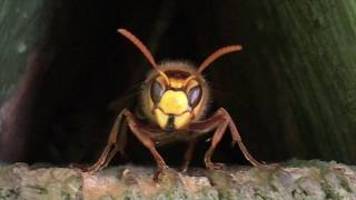 Die Hornissenkönigin und ihre Wachsoldatin 1080p [upl. by Flori519]