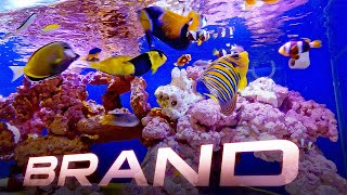 EXCLUSIVE MARINE FISH BRAND  best marine aquarium shop india [upl. by Elinnet]