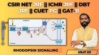 Cell Signaling  Bruce Alberts  CSIR NET JRF ICMR JRF DBT JRF GATE XL  Rhodopsin Signaling [upl. by Irodim]