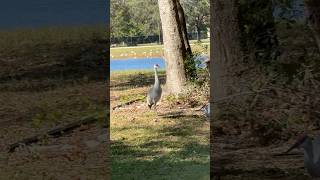 Las Gallinas en 🇺🇸 usa chile mexico peru colombia [upl. by Nirrep]