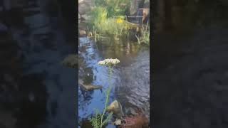 Achillea Millefolium growing next to the waterfall yarrow [upl. by Hands949]