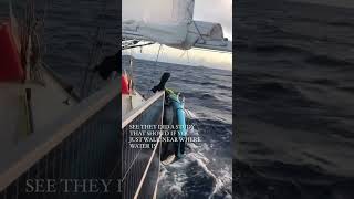 Sailing around the world sailboat sailingchannel boat travel sailing newchannel [upl. by Ennaoj35]