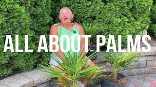 Palm Tree Care How to Care for Palm Trees in Winter [upl. by Assillim]