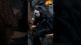 Pale Headed Saki Monkey and Amber Phantom Butterfly playing in Amazon Rainforest [upl. by Melamed931]