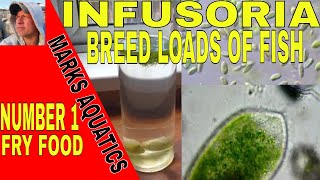 HOW TO CULTURE INFUSORIA FOR FISH FRY [upl. by Ennagrom]