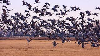 See the Worlds Largest Gathering of Sandhill Cranes  Spring Migration in Central Nebraska [upl. by Adli367]