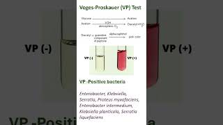 VogesProskauer VP Test [upl. by Ahsitahs]