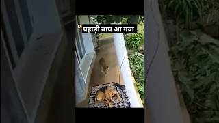 Pahadi Tiger dikha Aaj  Bahut khatarnaak  Kutta le gya  Pahadi Hills [upl. by Lehcear562]