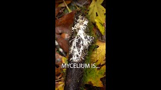 Mycelium is the wood wide web [upl. by Yrnehnhoj943]