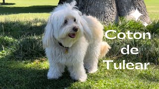 Coton de Tulear  The adorable funny small dog from Madagascar [upl. by Calendra]