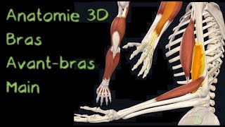 Description Anatomique 3D des Muscles et ligaments des bras et des mains Naturosoutien [upl. by Nylecyoj644]