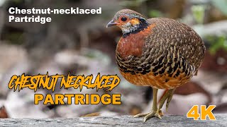 CHESTNUTNECKLACED PARTRIDGE  BIRDING IN MALAYSIA [upl. by Stoddart]