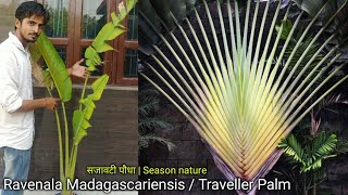 How to grow amp care Ravenala Madagascariensis  Traveller Palm  ट्रैवलर पाम को लगाना और उसकी देखभाल [upl. by Ecinrahs]