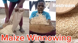 Maize Winnowing 🥰 [upl. by Anbul47]