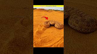 This is a Deceptive Snake  Spider Tailed Horned Viper Snake facts shorts viral youtube shorts [upl. by Enohsal]