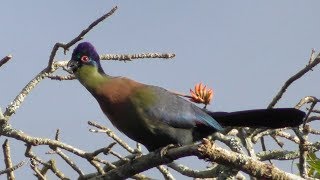 Purplecrested Turaco Tauraco porphyreolophus Glanzhaubenturako [upl. by Berk]