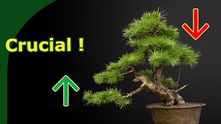 Use Apical Dominance for Better Bonsai [upl. by Siahc]