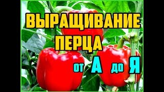 Выращивание перца от А до Я  Рассада перца  Выращивание перца в открытом грунте [upl. by Enej]