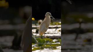 Squacco Heron Ardeola ralloides birds bird nature [upl. by Atinat]