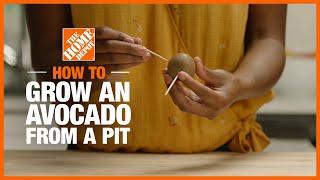 ★ How to Grow Avocado from Seed A Complete Step by Step Guide [upl. by Nally]