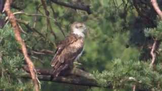 Shorttoed Eagle [upl. by Eisinger]