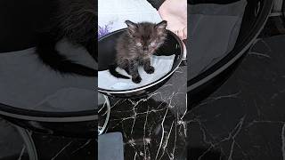 Black Cat Viral Video 😺 reaction 😂😂cat viral funny shorts youtubeshorts [upl. by Enileoj]