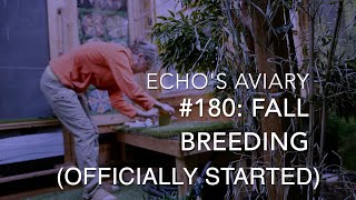 180 Aviary update official start to fall breeding season [upl. by Namar]