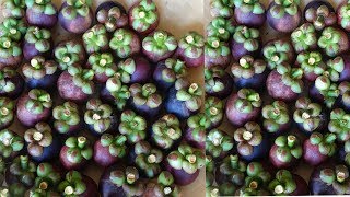 Mangosteen Harvesting The Queen Of Fruit harvesting [upl. by Sukey]