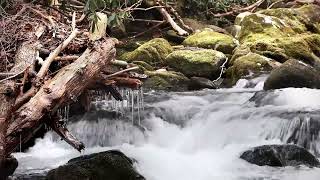 Peaceful Stream Sounds in Nature for Restful Sleep and Inner Relaxation [upl. by Airamahs184]