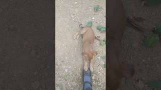 Inse vi pyaar kro 😍streetdog doglover trending shorts cute cutepuppy [upl. by Millicent]