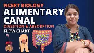 Alimentary canal  Flow chart  Digestion and absorption  Class XI  NEET [upl. by Demitria]