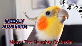 Monty The Naughty Cockatiels weekly moments ❤️❤️part 78❤️❤️ [upl. by Aube]