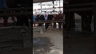 Pasar sapi pon ambarawa terbaru November 2024 [upl. by Joscelin591]