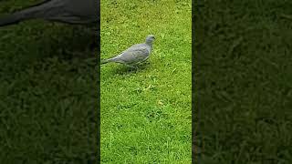 Dove walking [upl. by Leanna]