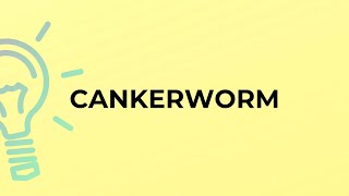 What is the meaning of the word CANKERWORM [upl. by Keating]