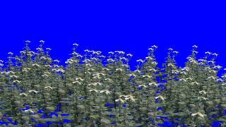 Spring Flowers  Bidens Pilosa Blue Screen Video [upl. by Raleigh]