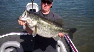 134lb Largemouth Released [upl. by Nnyrat908]