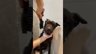 Quick Tip to Dry Your Pup After a Bath funny dogshorts doglover [upl. by Ykroc]