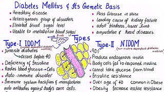 Diabetes mellitus and its genetic basis  IDDM amp NIDDM  class 12 [upl. by Giefer826]