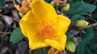 SilkCotton tree  Buttercup tree  Cochlospermum religiosum  Beautiful flowers [upl. by Ainnek]